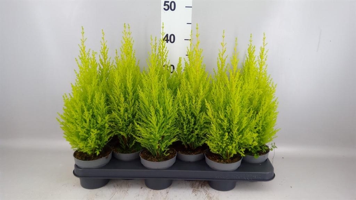 <h4>Cupressus macro. 'Goldcrest Wilma'</h4>