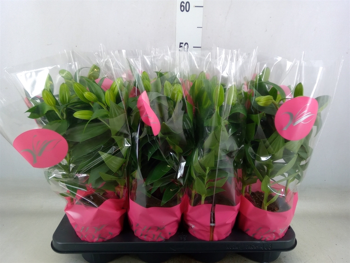 <h4>Lilium ori.  'Sunny Robyn'</h4>