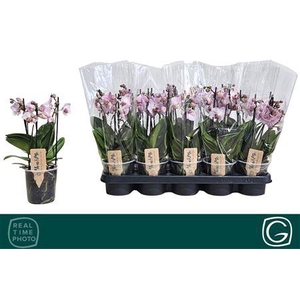 Phal Mf Ov Roze 2 Tak
