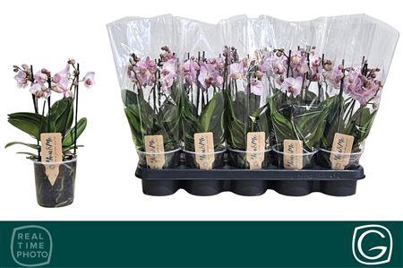 <h4>Phal Mf Ov Roze 2 Tak</h4>