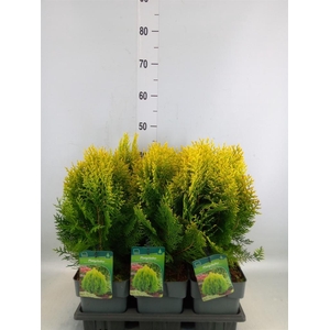 Platycladus orient. 'Aurea Nana'