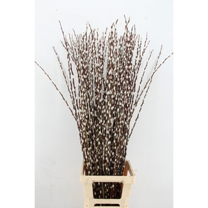 SALIX WILGENKATJES 120CM