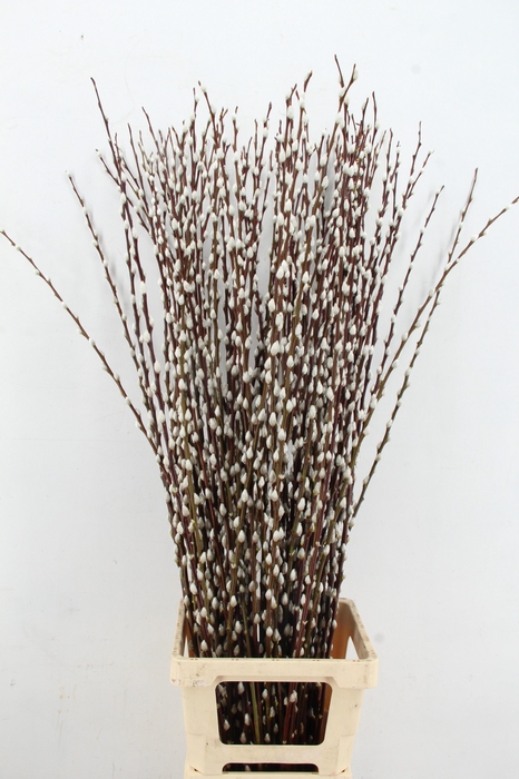 <h4>SALIX WILGENKATJES 120CM</h4>