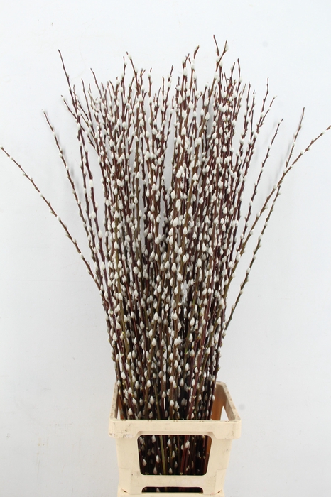 <h4>SALIX WILGENKATJES 120CM</h4>