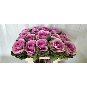BRASS CRANE PINK