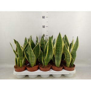 Sansevieria trifa. 'Futura Superba'