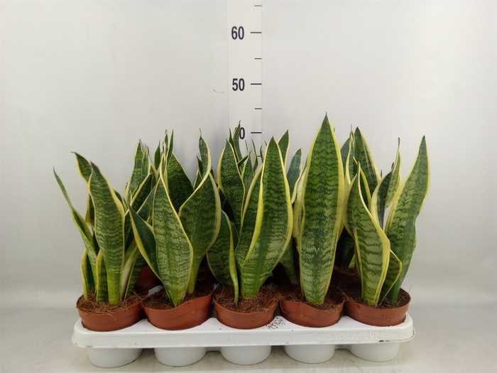 <h4>Sansevieria trifa. 'Futura Superba'</h4>