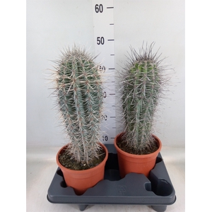 Pachycereus pringlei