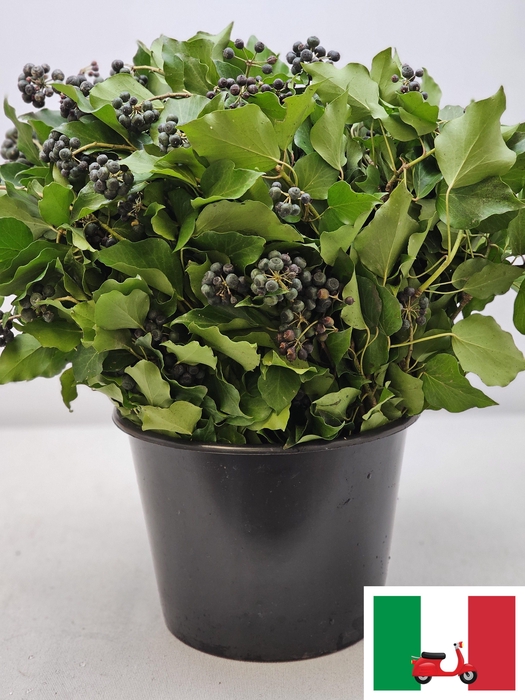 <h4>HEDERA MET BES BS</h4>