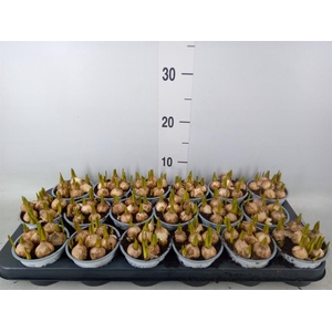 Muscari  'Magic White'