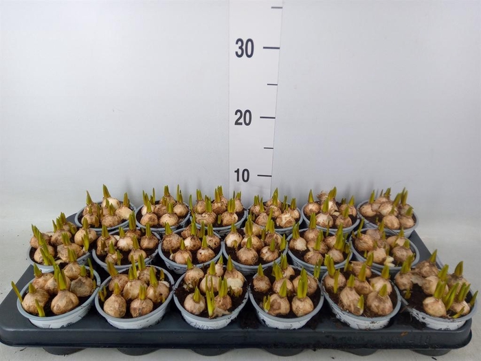 <h4>Muscari  'Magic White'</h4>