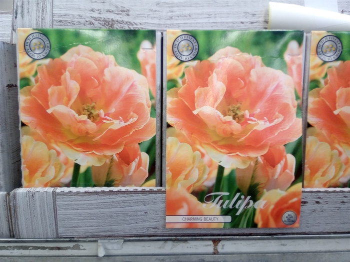 <h4>Tulipa   ...flowerbulbs</h4>