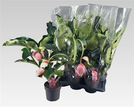 <h4>Medin Mag 3 Etages 4 Bloemen</h4>