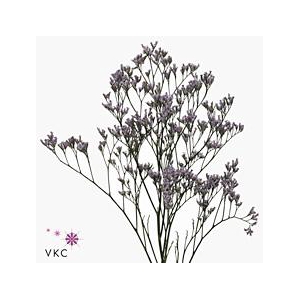 Limonium safora lilac