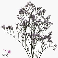 <h4>Limonium safora lilac</h4>