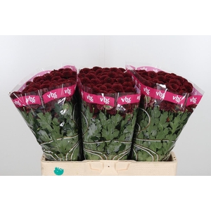 Chr San Aaa Purp Red