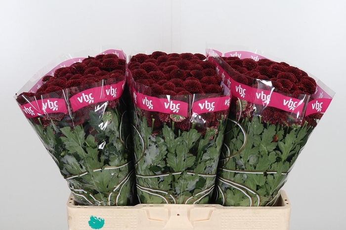 <h4>Chr San Aaa Purp Red</h4>