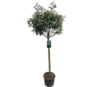 Elaeagnus ebbingii Stam 100 cm