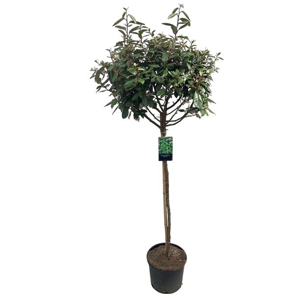 <h4>Elaeagnus ebbingii Stam 100 cm</h4>
