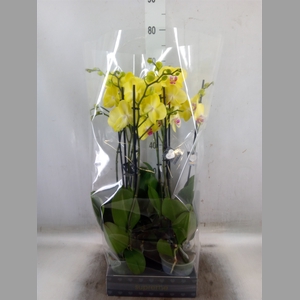 Phalaenopsis   ...yellow