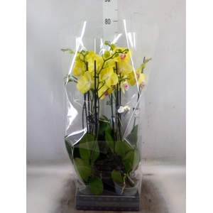 Phalaenopsis   ...yellow