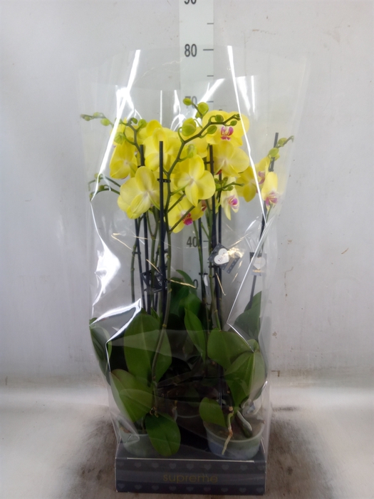 <h4>Phalaenopsis   ...yellow</h4>