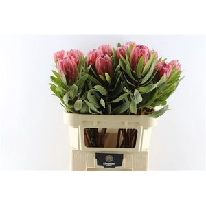 PROTEA RED ICE