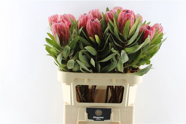 <h4>PROTEA RED ICE</h4>