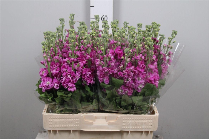 <h4>Matth Fedora</h4>