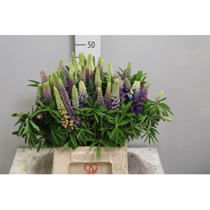 Lupinus