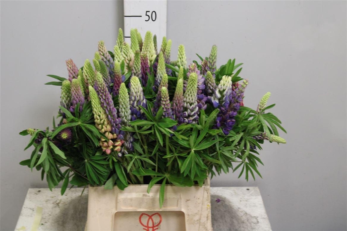 <h4>Lupinus</h4>