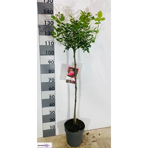 ROSA ST OV