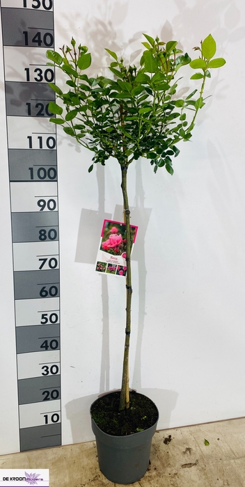 <h4>ROSA ST OV</h4>