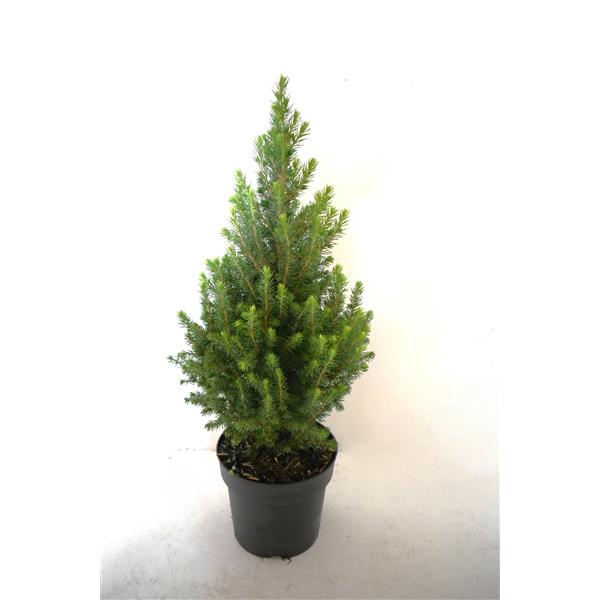 <h4>Picea glauca Perfecta 65cm P17</h4>