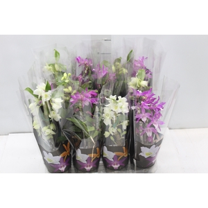 DENDROBIUM NOBILY P09 PREMIUM