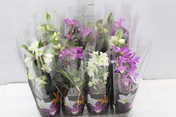 <h4>DENDROBIUM NOBILY P09 PREMIUM</h4>