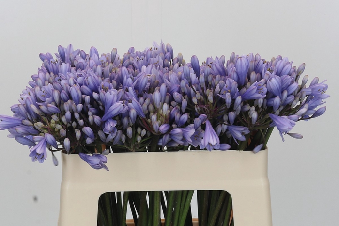 <h4>Agapanthus  Eyfori Light Blue</h4>