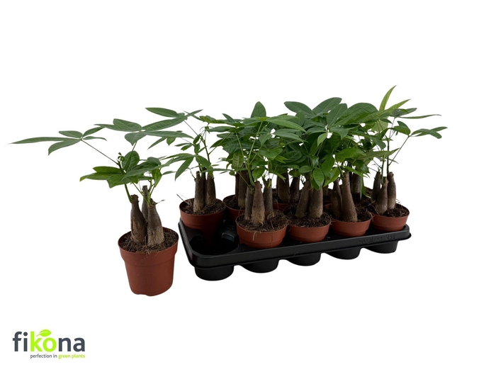 <h4>PACHIRA AQUATICA</h4>