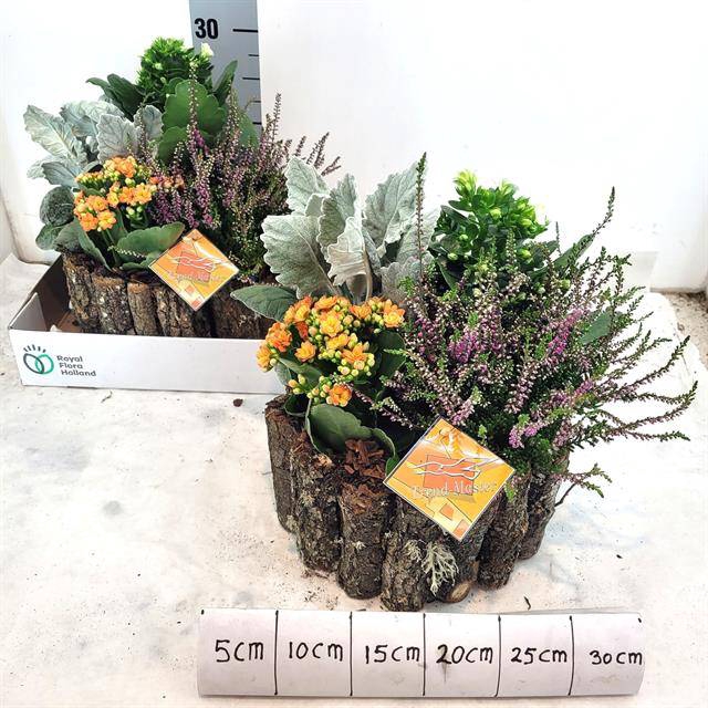 <h4>Arr Tuinplanten</h4>