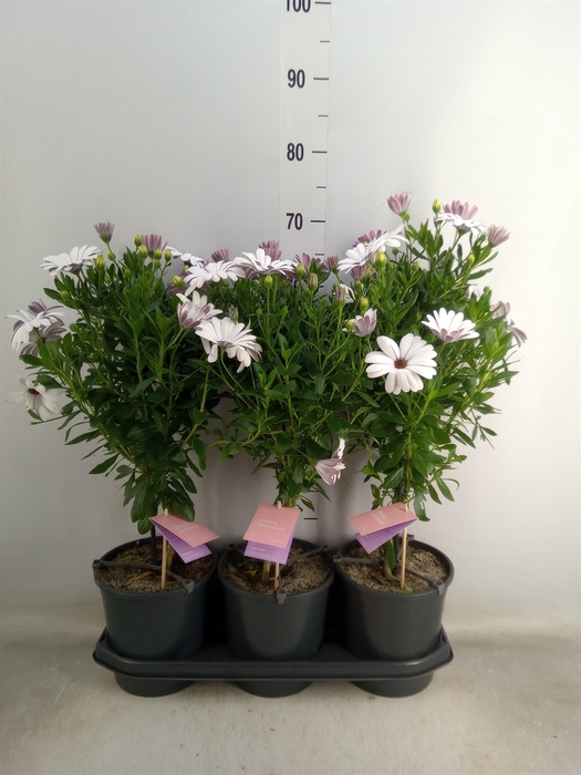 <h4>Osteospermum  'Sunny Felix'</h4>
