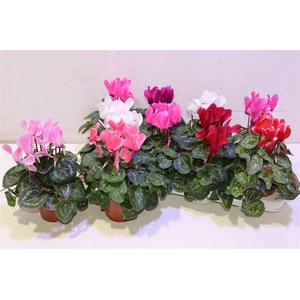 arr8 Cycl Md Sup Macro