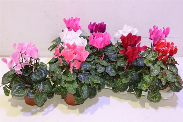 <h4>arr8 Cycl Md Sup Macro</h4>