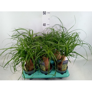 Beaucarnea recurvata