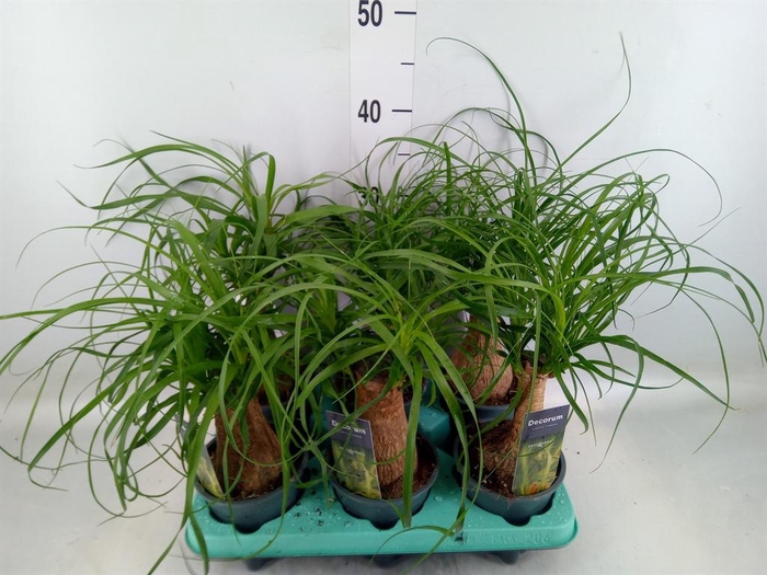 <h4>Beaucarnea recurvata</h4>