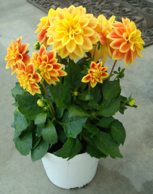 <h4>Dahlia overig</h4>