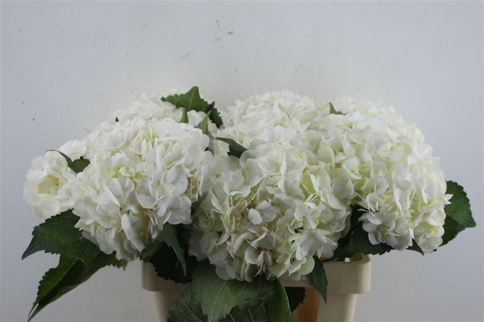 <h4>Hydr. M Ice Age 60-18</h4>