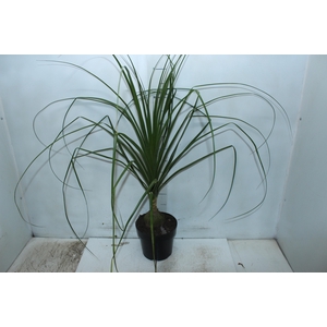 BEAUCARNEA P17