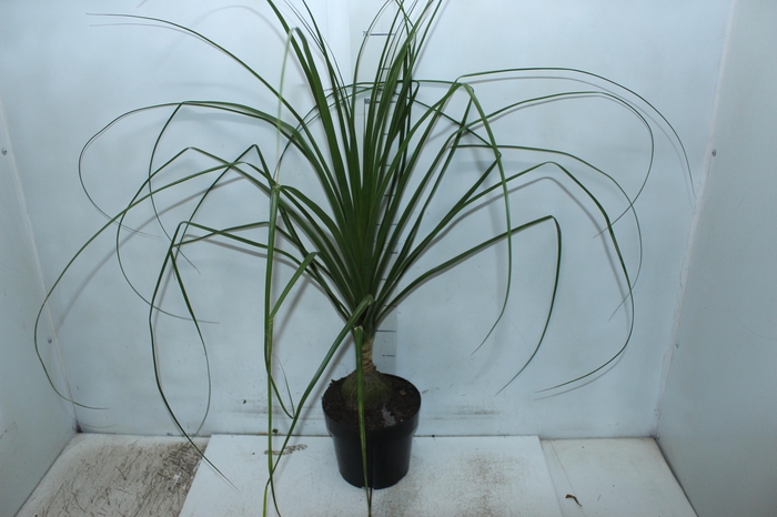 <h4>BEAUCARNEA P17</h4>