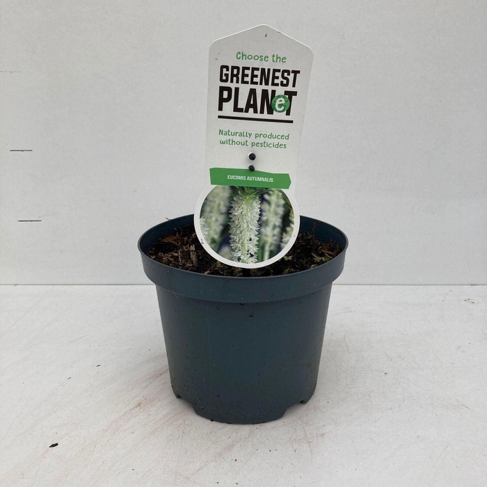 <h4>Eucomis autumnalis</h4>