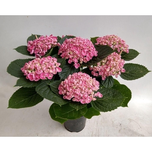 Hydrangea Hovaria Hopcorn Pink
